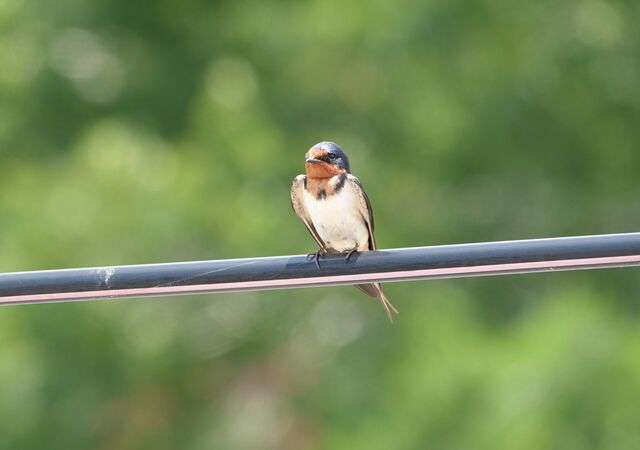 Barn Swallow