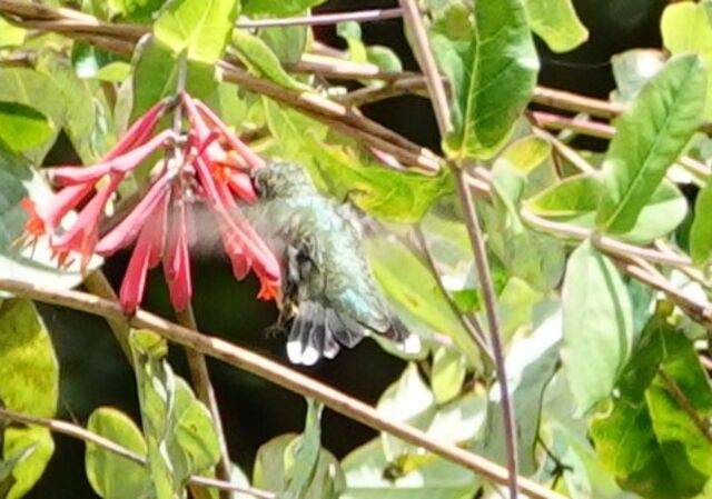 Ruby-throated Hummingbird