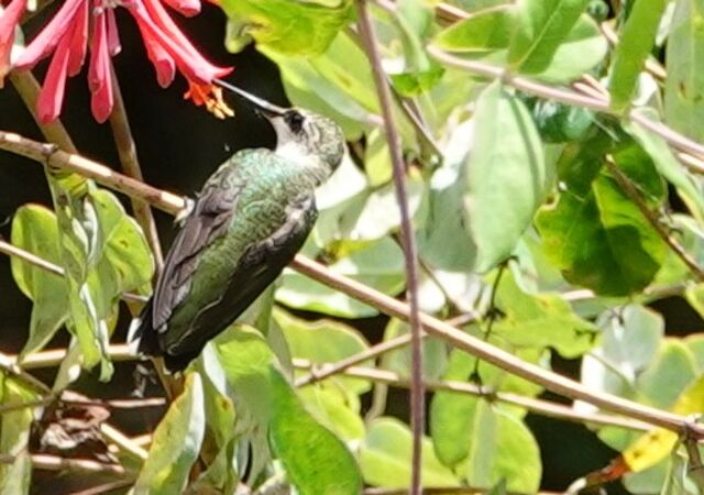 Ruby-throated Hummingbird