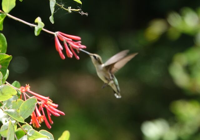 Ruby-throated Hummingbird