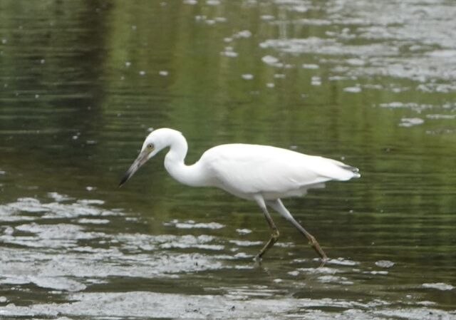 Little Blue Heron