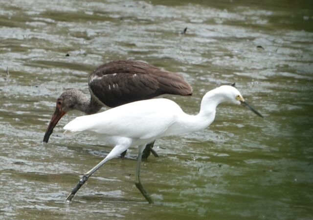 Snowy Egret