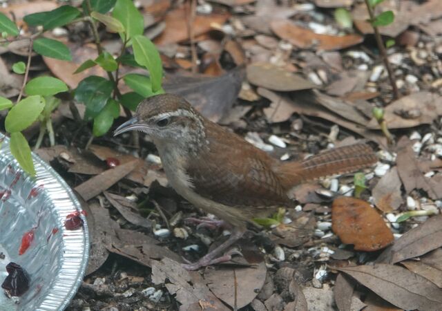 Carolina Wren