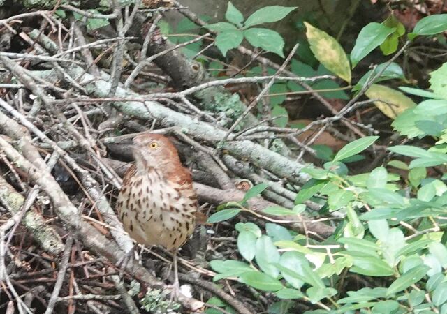 Brown Thrasher