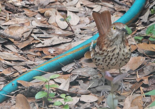 Brown Thrasher