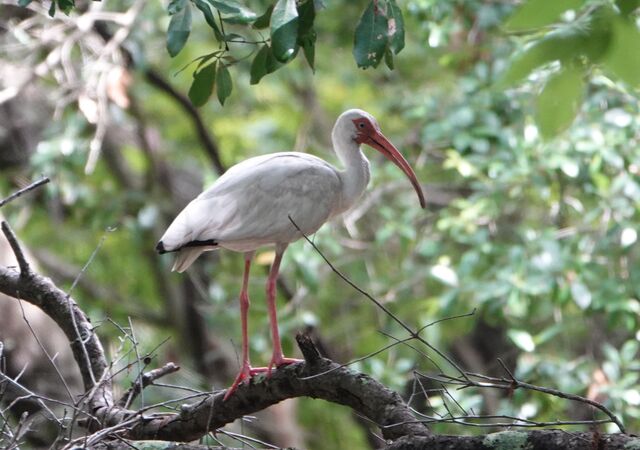 White Ibis