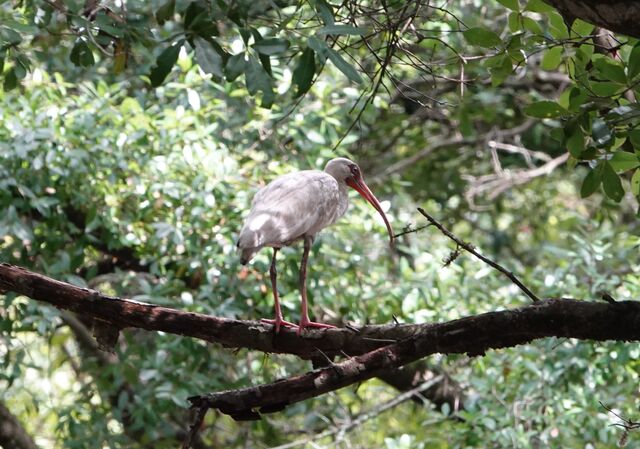 White Ibis