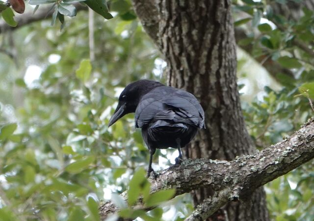 American Crow