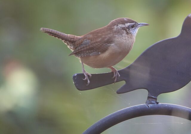 Carolina Wren