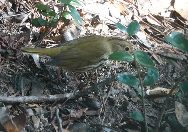 Ovenbird