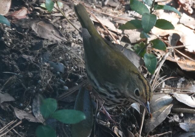 Ovenbird