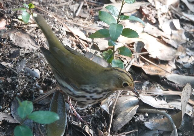 Ovenbird