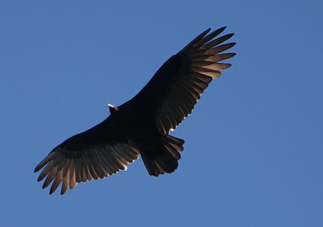 Turkey Vulture