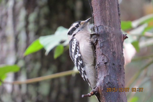 Downy Woodpecker