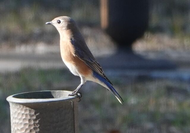 Eastern Bluebird
