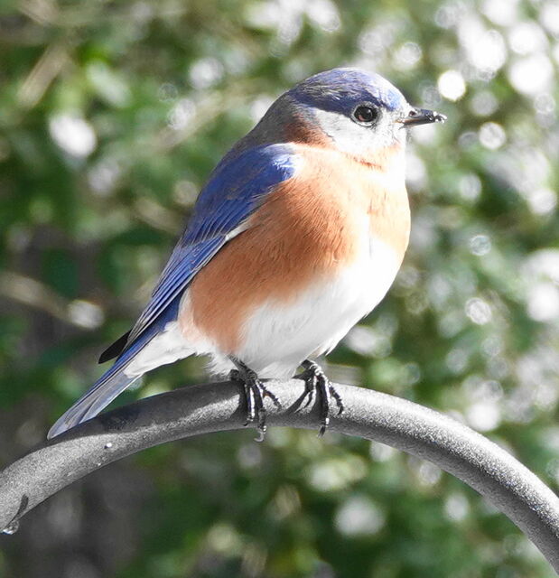 Eastern Bluebird