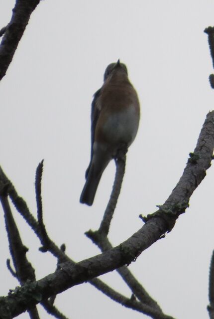 Eastern Bluebird