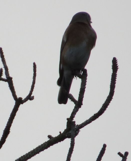 Eastern Bluebird