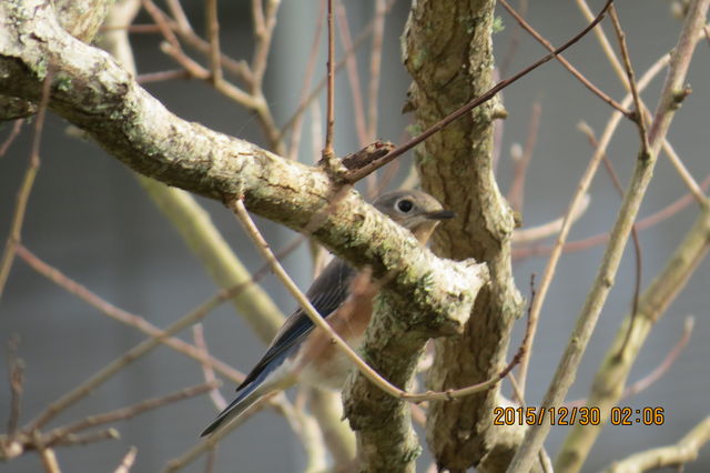 Eastern Bluebird