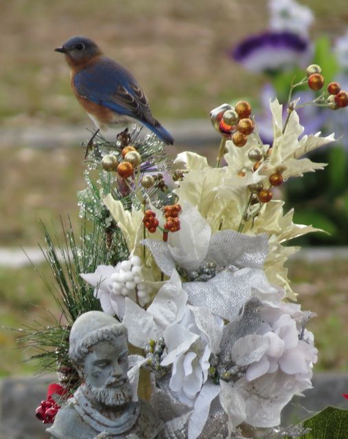 Eastern Bluebird