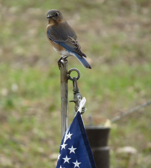 Eastern Bluebird