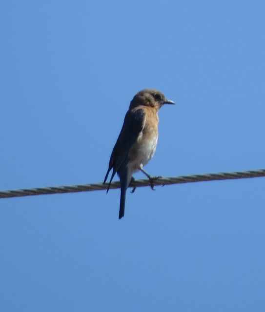 Eastern Bluebird