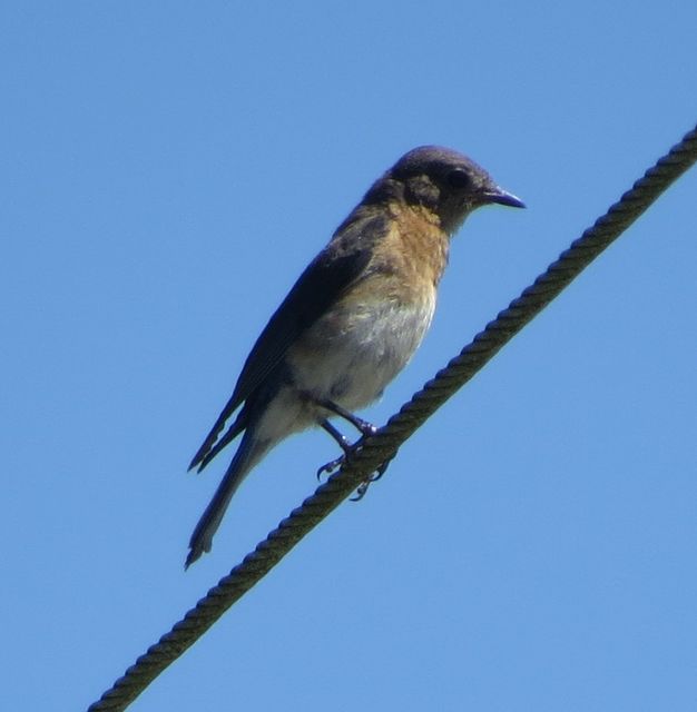 Eastern Bluebird