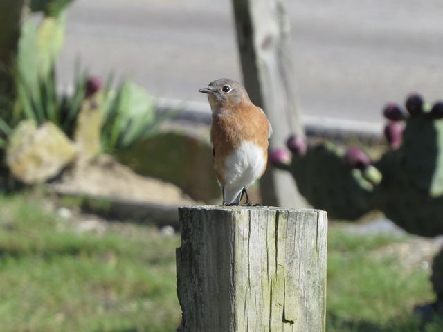 Eastern Bluebird