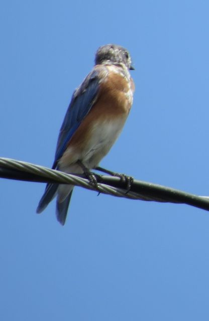 Eastern Bluebird