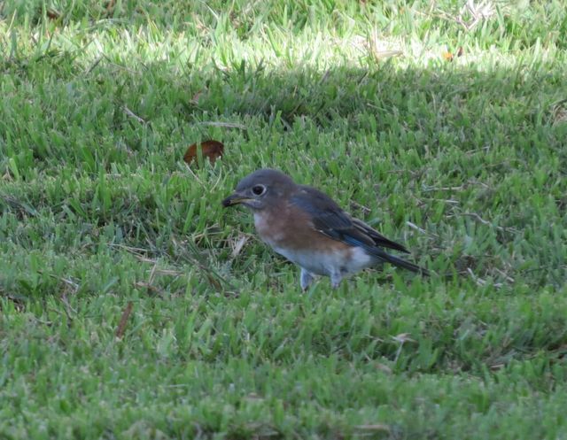 Eastern Bluebird