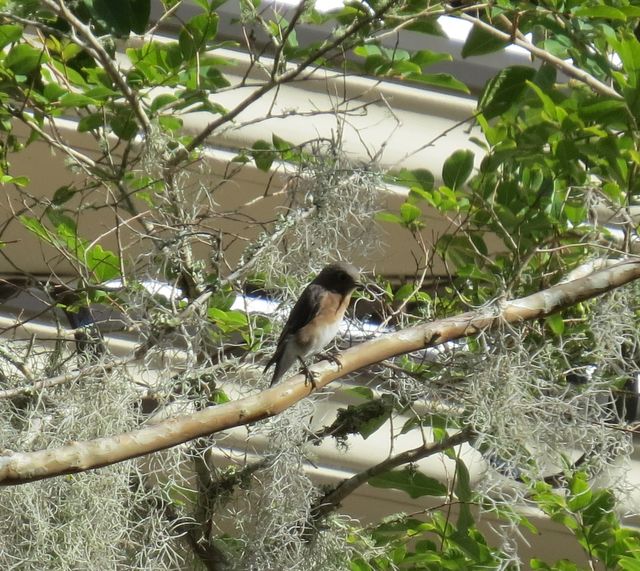 Eastern Bluebird
