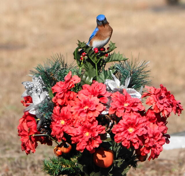 Eastern Bluebird