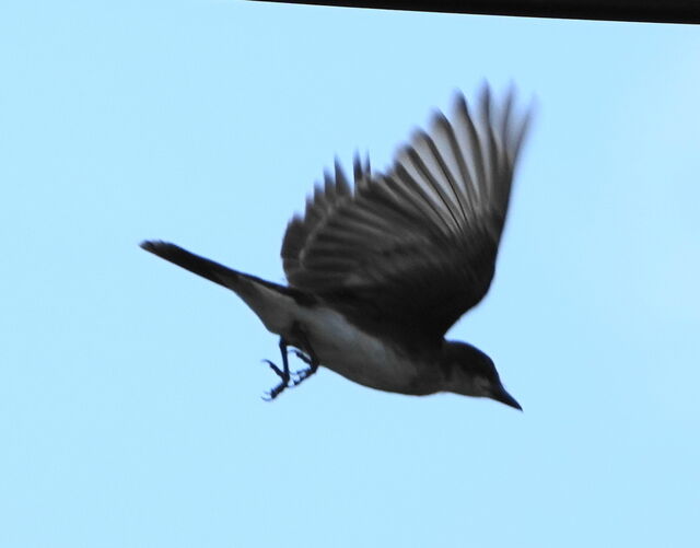 Eastern Kingbird