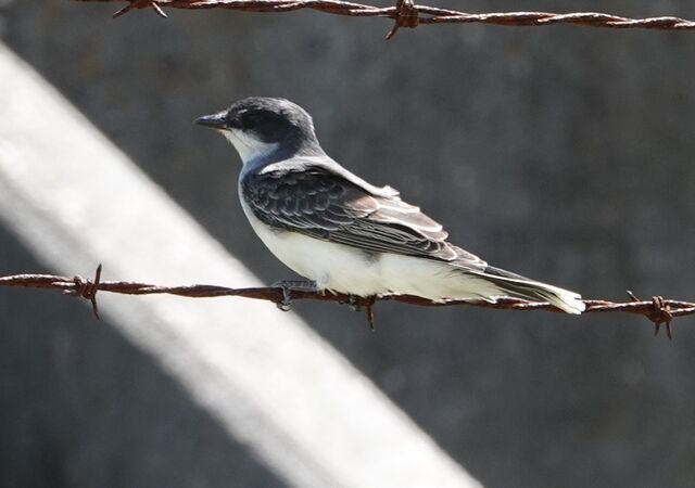 Eastern Kingbird