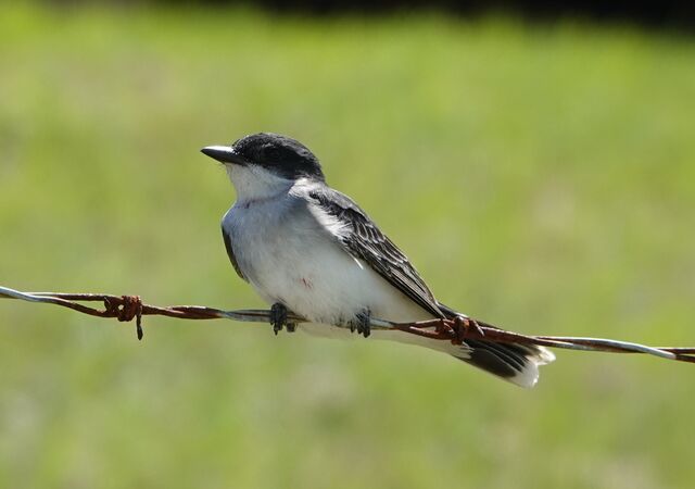 Eastern Kingbird