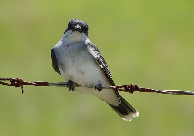 Eastern Kingbird