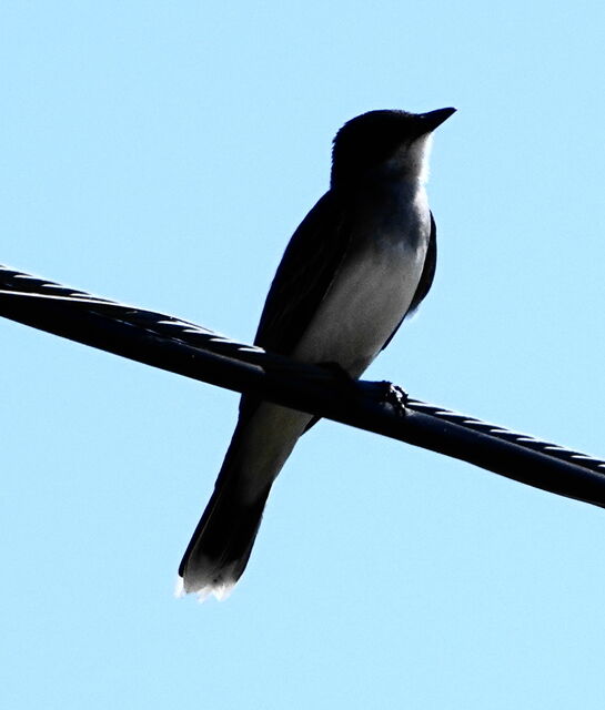 Eastern Kingbird
