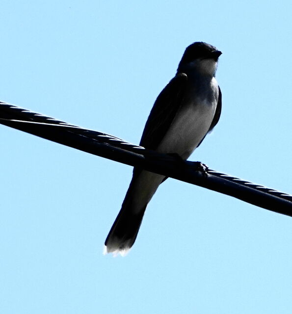Eastern Kingbird