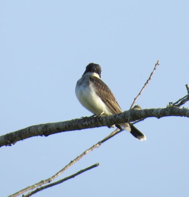 Eastern Kingbird