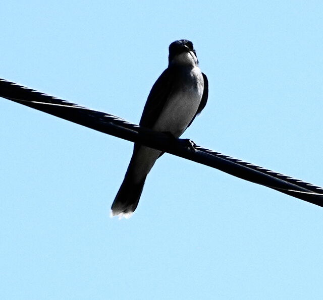 Eastern Kingbird