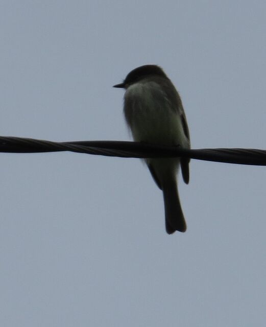 Eastern Phoebe
