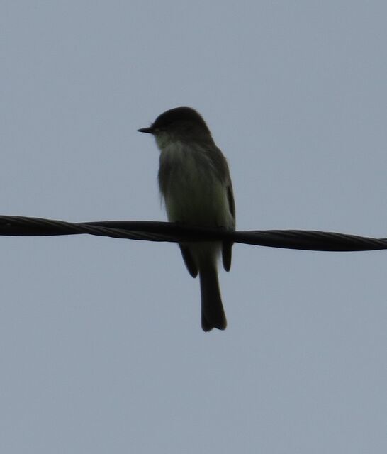 Eastern Phoebe