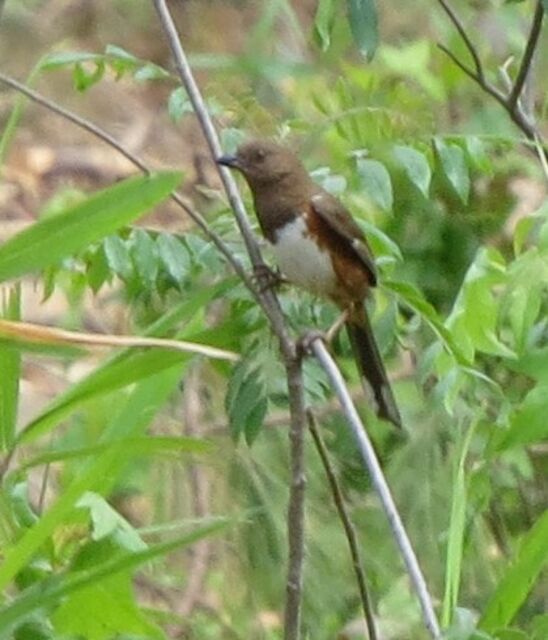 Eastern Towhee