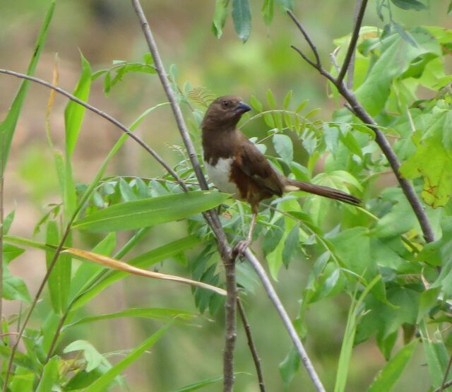 Eastern Towhee