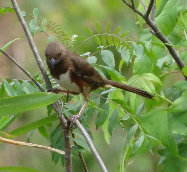 Eastern Towhee