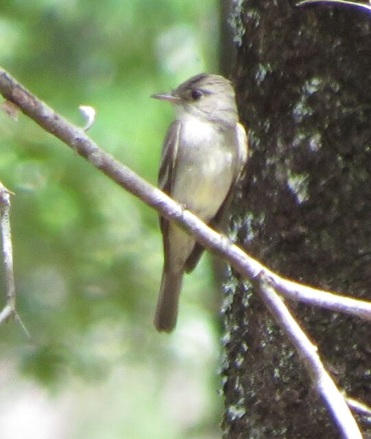 Eastern Wood-Pewee