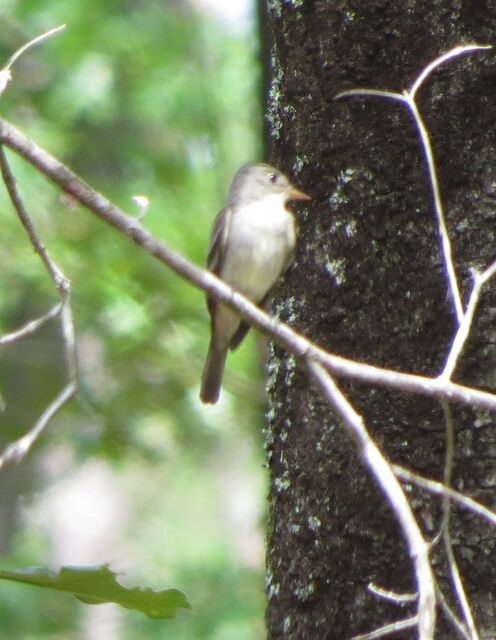 Eastern Wood-Pewee