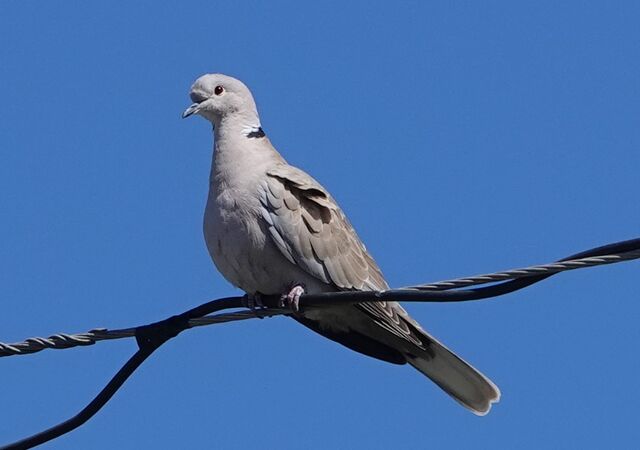 Eurasian Collared-Dove