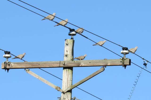 Eurasian Collared-Dove