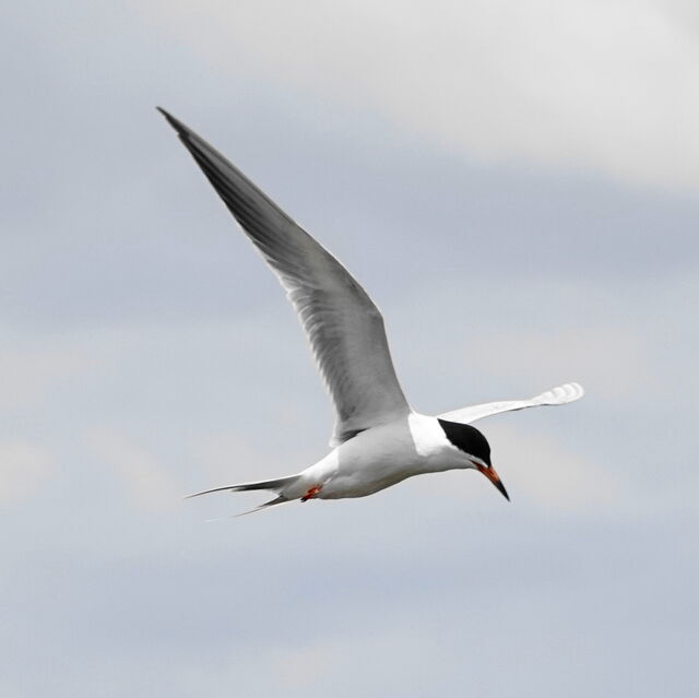 Forster's Tern